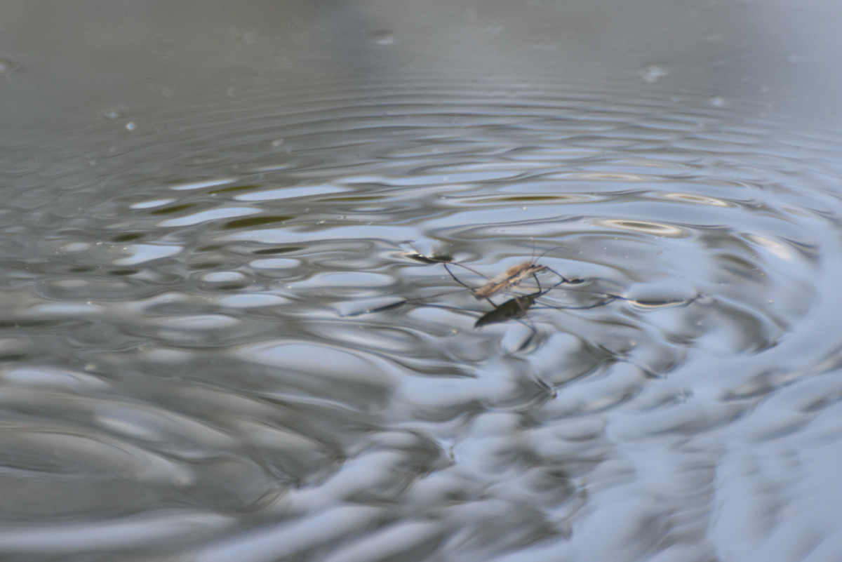 Walking on Water - Jeff Cunningham